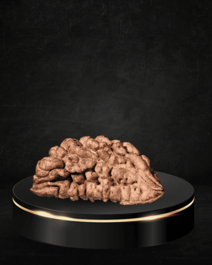 1 Mukhi Rudraksha