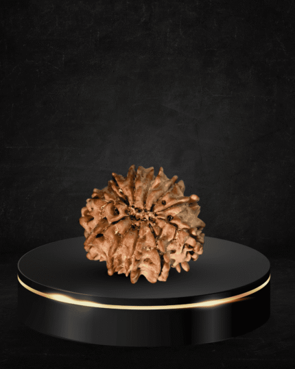 11 Mukhi Rudraksha