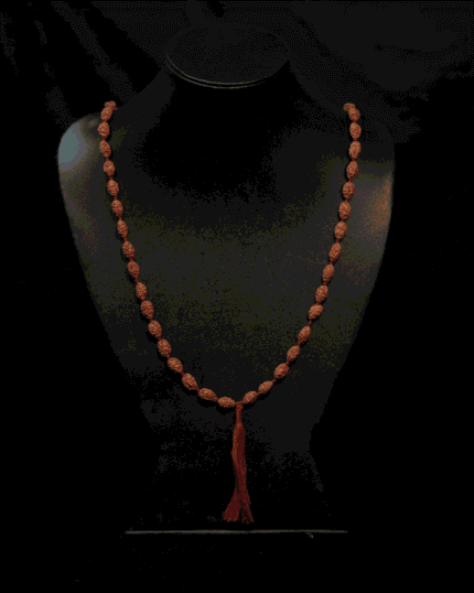 2 Mukhi Rudraksha Mala (Java) (8mm-12mm)