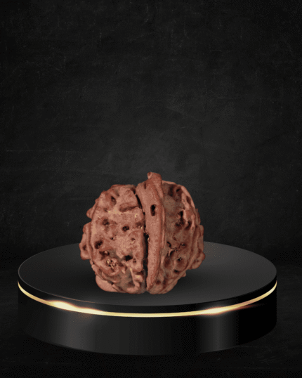 Ganesh Rudraksha
